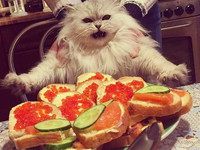 Кот с бутербродами
