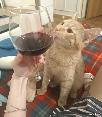 Кот, вино и я