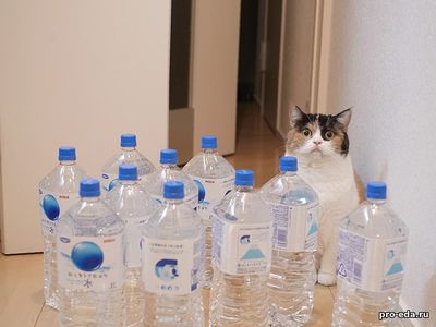 бутылки с минералкой и кот